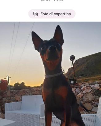 Pinscher