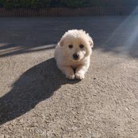 Cucciolo Border Collie bianco
