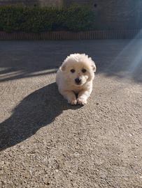 Cucciolo Border Collie bianco