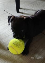 Cucciolo Pitbull