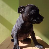 Staffordshire bull terrier