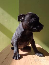 Staffordshire bull terrier