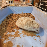 Riccio africano albino
