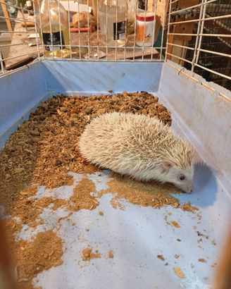 Riccio africano albino