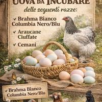 Galline ornamentali