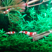 Caridina Red Crystal