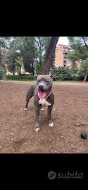 Pitbull