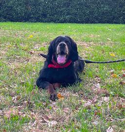 Setter Gordon di 9 anni taglia media