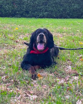 Setter Gordon di 9 anni taglia media