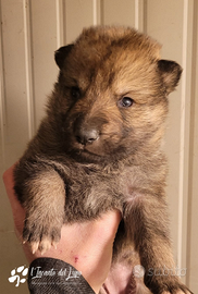 Cane lupo cecoslovacco