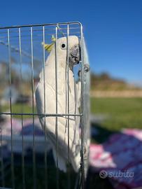 Cacatua Galerita