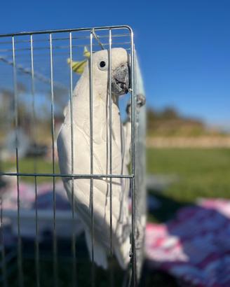 Cacatua Galerita