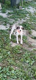 Lagotto romagnolo