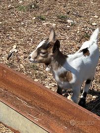Animali