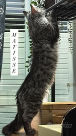 Cuccioli di Maine Coon