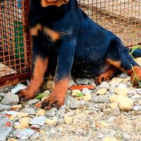 Cucciolo rottweiler