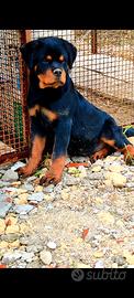 Cucciolo rottweiler