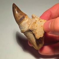Dente di Rettile marino (Mosasauro) +radice e osso