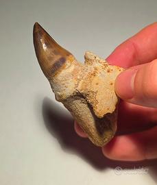 Dente di Rettile marino (Mosasauro) +radice e osso