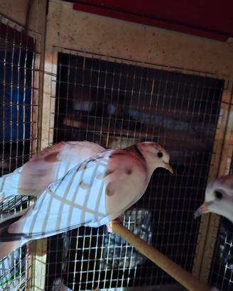 animali
