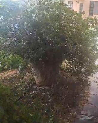 piante in vaso grande da giardino privato