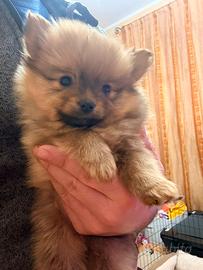 Volpino di Pomerania