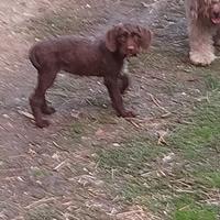 Cuccioli di bracco lagotto