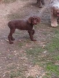 Cuccioli di bracco lagotto