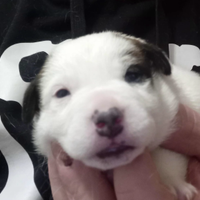 Jack Russell broken