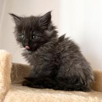 Gattina Norvese delle foreste grigio tigrato