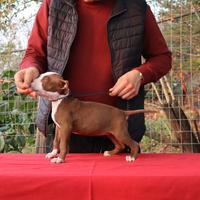 Cucciole di Pit Bull