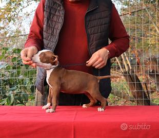 Cucciole di Pit Bull