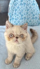 Cucciolo exotic shorthair