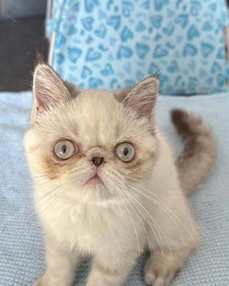 Cucciolo exotic shorthair