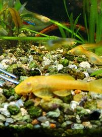 Ancistrus Gold