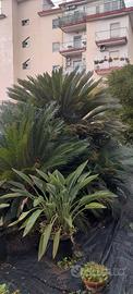 Cycas