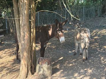 Asina di 5 anni gravida e con puledra a seguito
