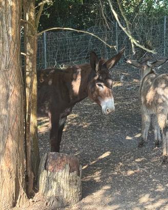 Asina di 5 anni gravida e con puledra a seguito