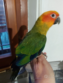 Conuri del sole allevati a mano