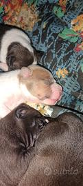pitbull