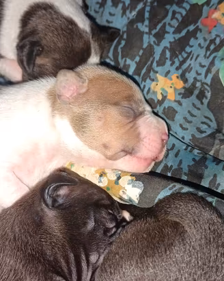 pitbull