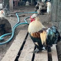 Galletto ornamentale crestato - Zampe piumate