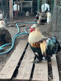 Galletto ornamentale crestato - Zampe piumate