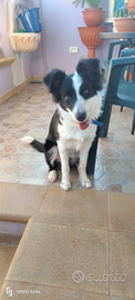 Border Collie