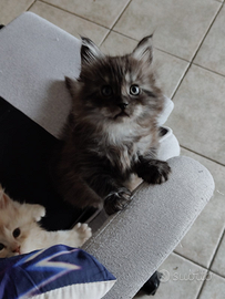 Splendidi cuccioli di Maine Coon