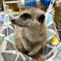 Suricata Suricato domestico