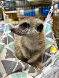 Suricata Suricato domestico