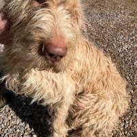 Spinone femmina