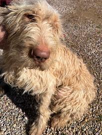 Spinone femmina