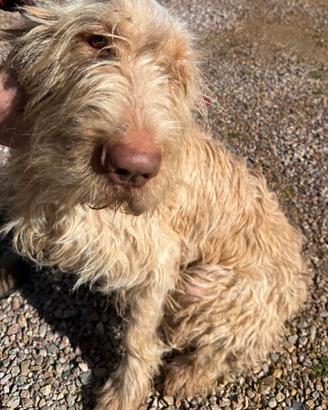 Spinone femmina
